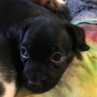 Doxie Blend Puppy