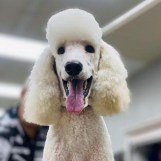 Poodle Lukas