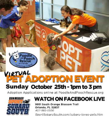Aspca Subaru Loves Pets Virtual Adoption Event On Fb Live Poodle And Pooch Rescue Of Florida