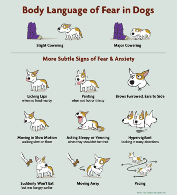 dog body language communication