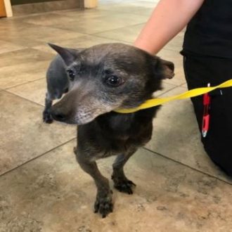 Jango the Terrier Mix