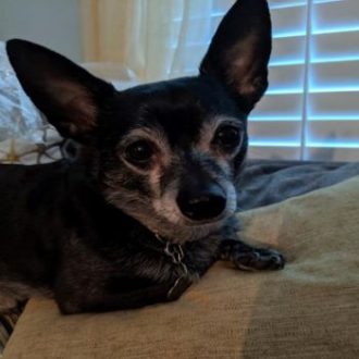 Alfred the senior Chi Boy