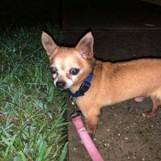 Nacho the Chi Boy