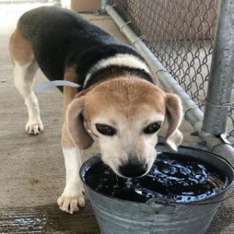 Elvis the Happy Beagle