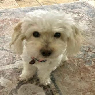 Marley the Bichon-Poo