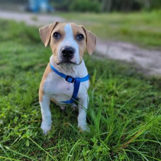 Curious Cornbread