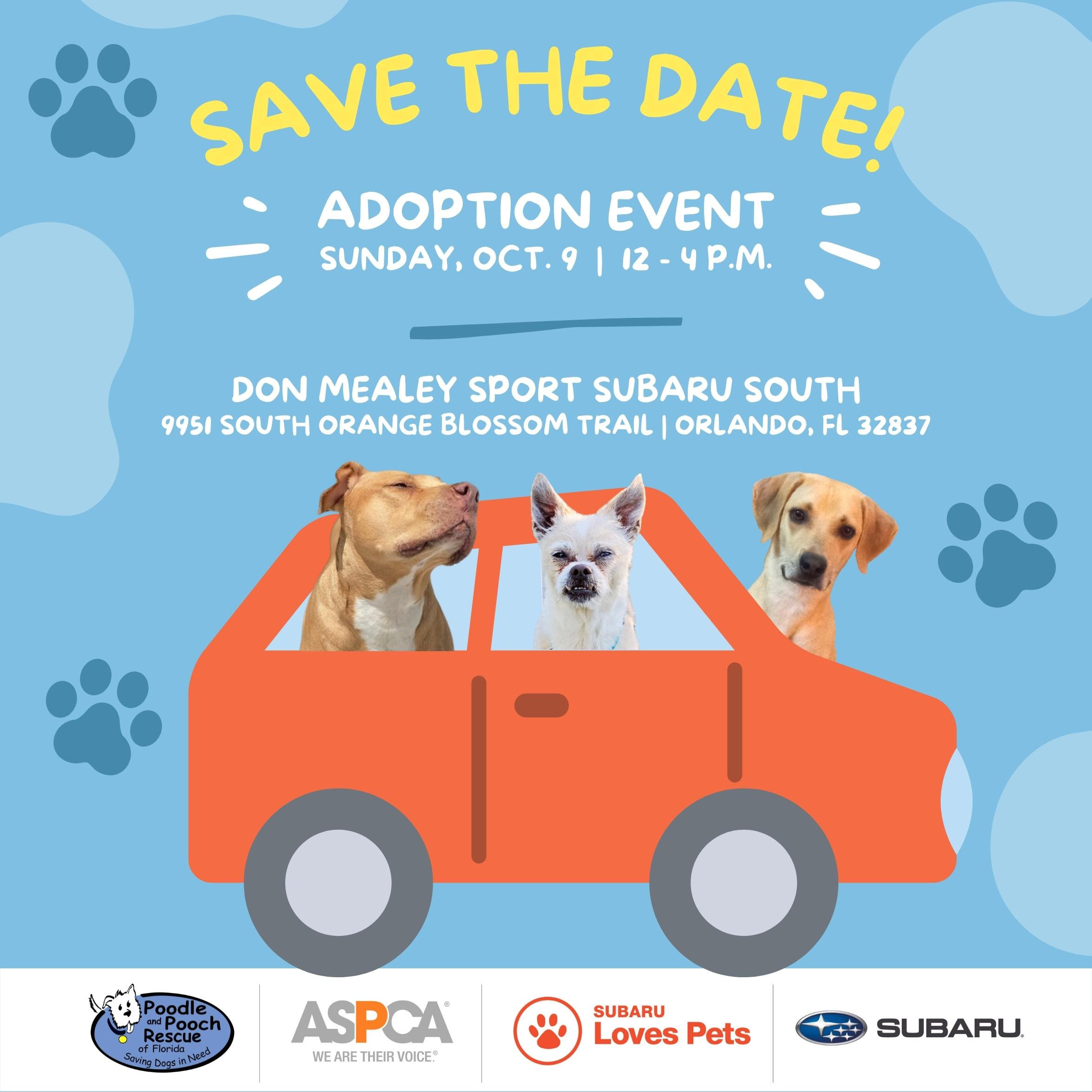 Subaru Adoption Event Poodle And Pooch Rescue Of Florida