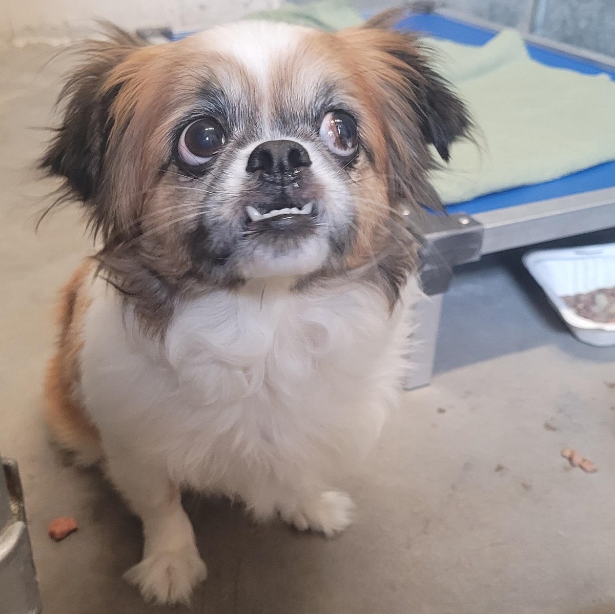 Pooch Darling Dutchess - Save A Dog - Poodle and Pooch Rescue of Florida