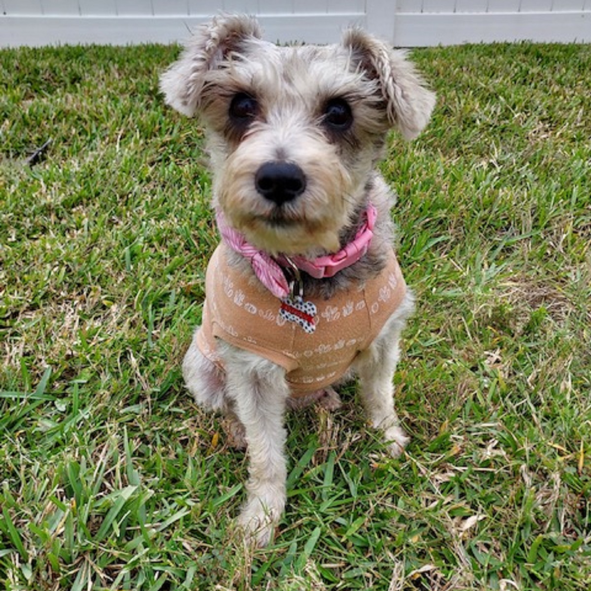 Bubbly Bonnie - Save A Dog - Poodle and Pooch Rescue of Florida