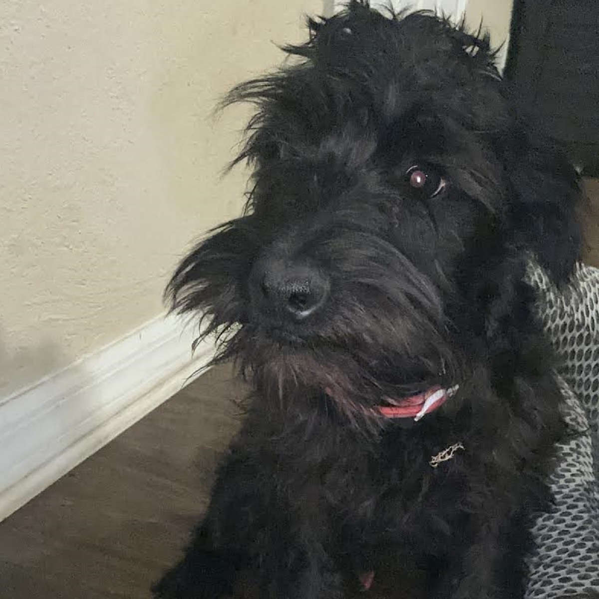 Pooch Charming Chico - Save A Dog - Poodle and Pooch Rescue of Florida
