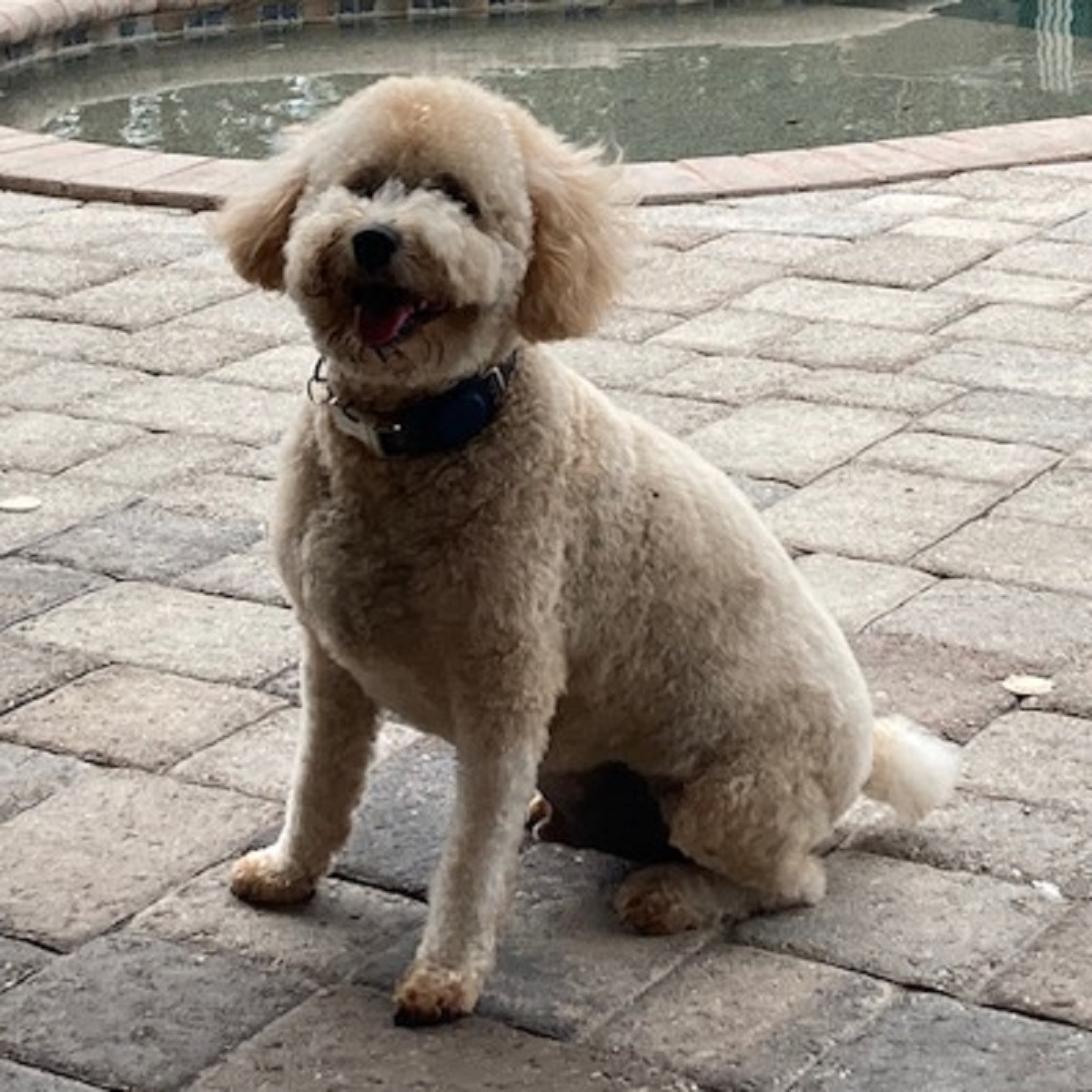 Lucky Loki - Save A Dog - Poodle and Pooch Rescue of Florida