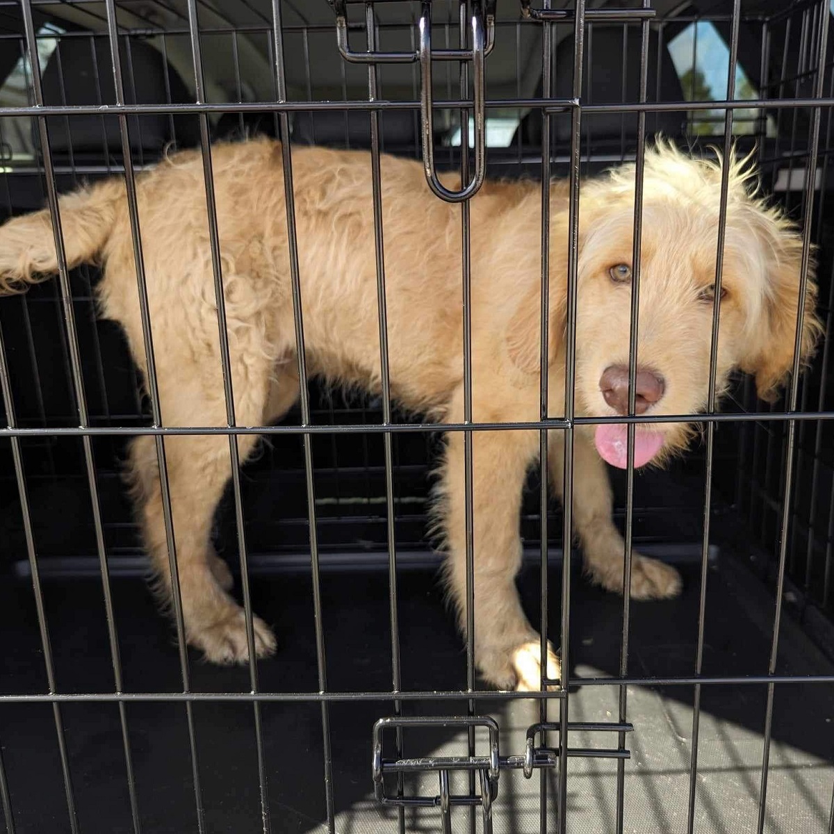 Fiesty Fields - Save A Dog - Poodle and Pooch Rescue of Florida