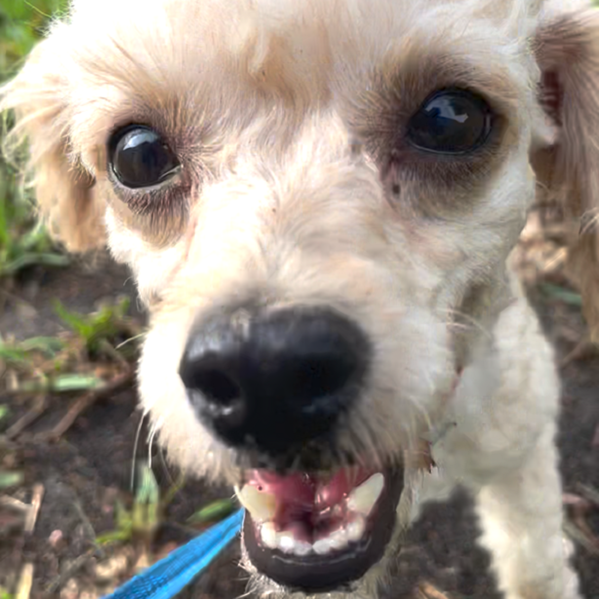 Tiny Tinkerbell - Save A Dog - Poodle and Pooch Rescue of Florida