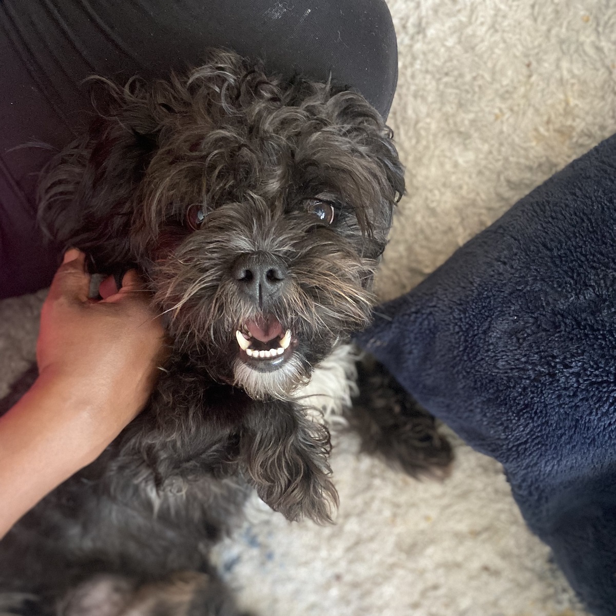 Resilient Ranger - Save A Dog - Poodle and Pooch Rescue of Florida
