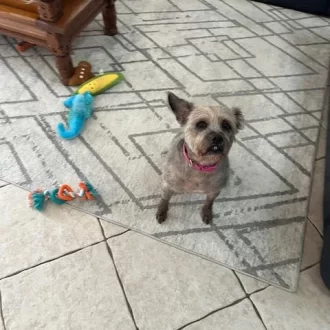 Whiskey is Home!