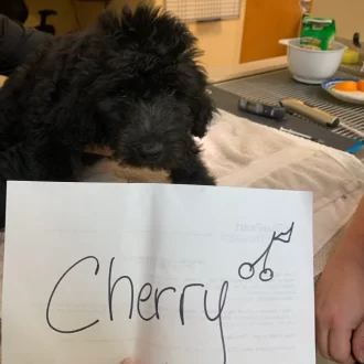 Charming Cherry