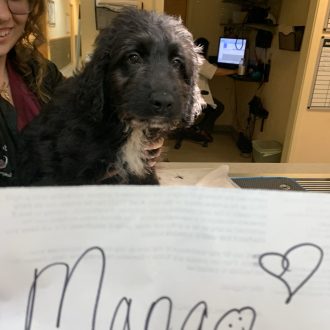 Magnificent Mango