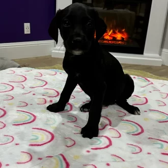 Puppy Dakota