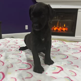 Puppy Dallas