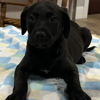 Puppy Dan