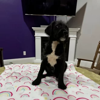 Puppy Dancer