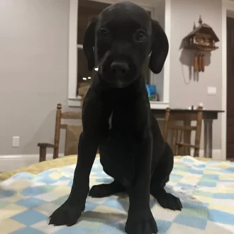 Puppy Dash