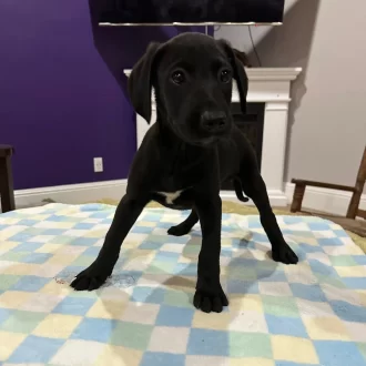 Puppy Dave