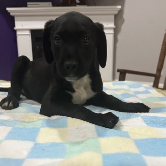 Puppy Dominic