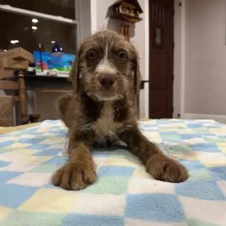 Puppy Duke