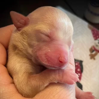 Puppy Hans