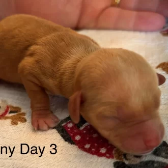Puppy Harmony