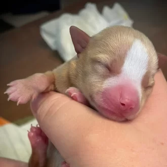 Puppy Harry