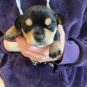 Puppy Hercules