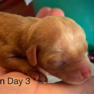 Puppy Hudson