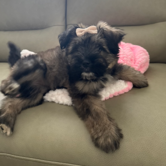 Terrific Taylor Sniff