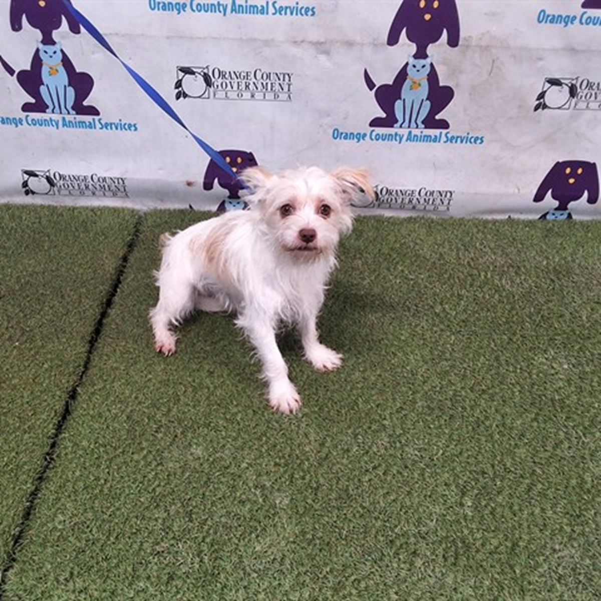 Resilient Rocky - Save A Dog - Poodle and Pooch Rescue of Florida
