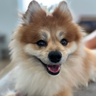 Mickey Mantle is Home!