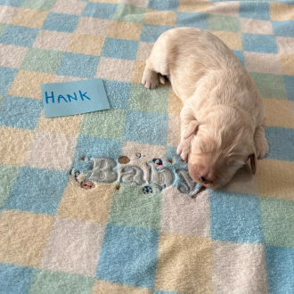 Puppy Hank