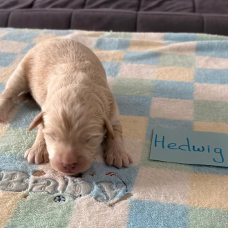 Puppy Hedwig