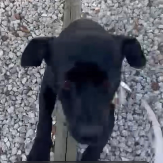 Optimistic Oreo Cookie