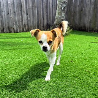 Perfect Phil Pawlins