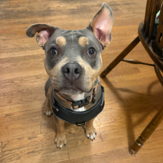 Wonderful Wiggles