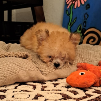 Sydney is Home!