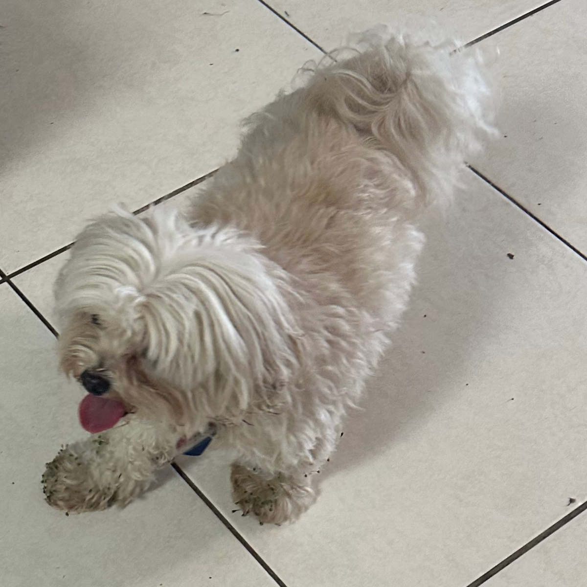 Codey Dog Cuddly Codey - Save A Dog - Poodle and Pooch Rescue of Florida