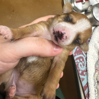 Puppy Farrah