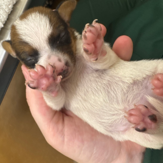 Puppy Felicity