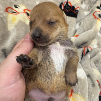 Puppy Felix
