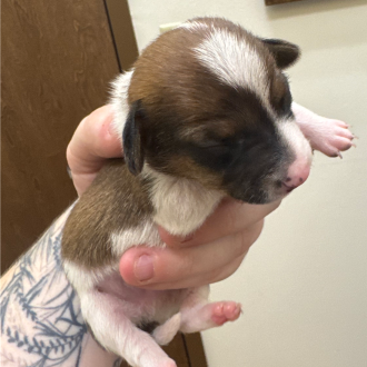 Puppy Finn