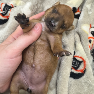 Puppy Fiona