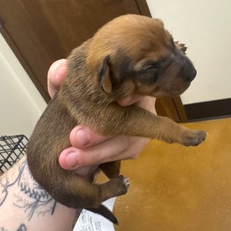 Puppy Fletch